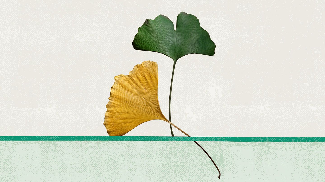 Ginkgo Leaf Extract — A Steady Boost