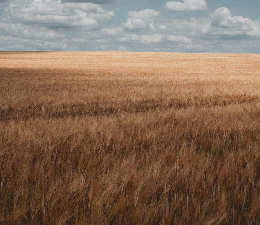 Wheat Protein: Strength in Every Strand