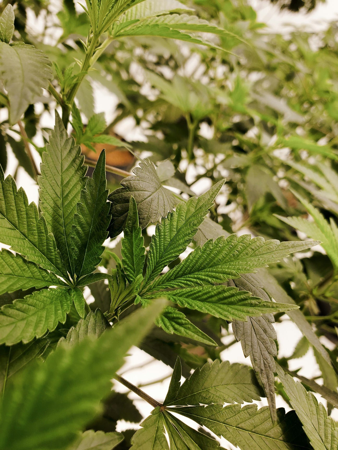 Oxidative Stress - What is it and how can nature and CBD oil help with that