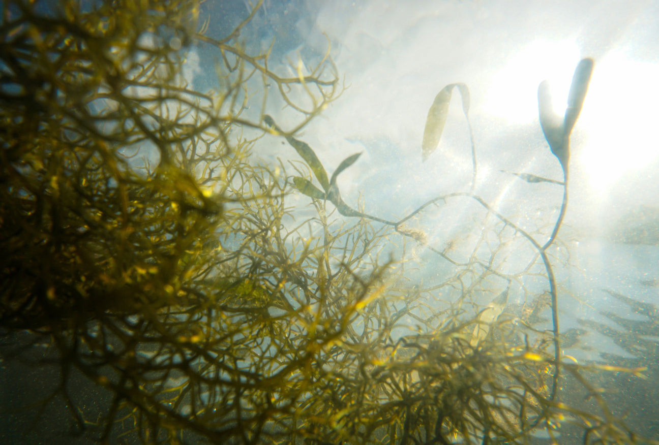 Why Algin from Sea Algae Belongs in Your Sauna Ritual